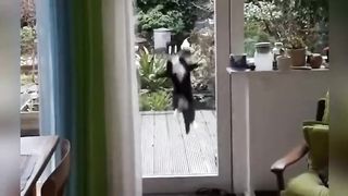 In the world of cats: Funny cats that will make you smile | Funny cats