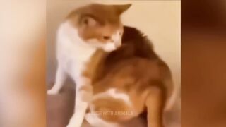 Funny Kitty