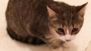 Kitty