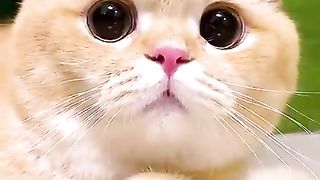 Little cats cute