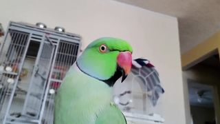 My Indian Ringneck parrot talking