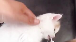 تم القبض عليه