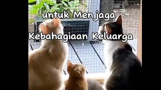 Family cat