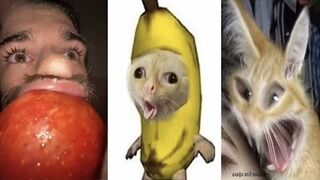 Try Not To Laugh New Best Funny Meme Videos