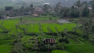 Solok Rice Fields