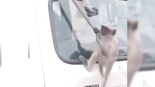 Naughty monkey ????
