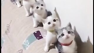 Cute funny cats video.!