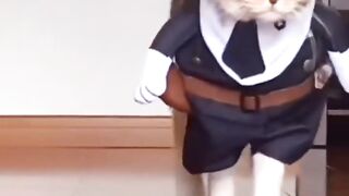 Cat funny drees.!cat funny video.!