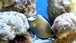 Beautiful Fish Ejoy water Animal Video 2023