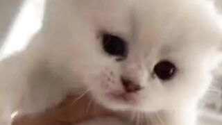 Cute Funny cats