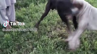 Dugfayt