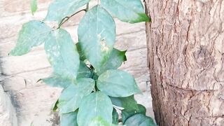 Amazing Plant ????