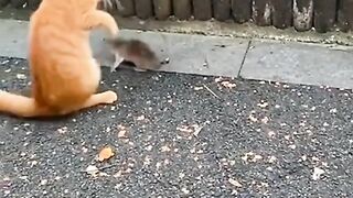 Cat vs mouse fighting