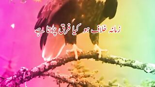 باز