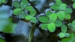 Rain water