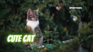 Cat video - cute cat- cat meowing - cat voice - cat cartoon