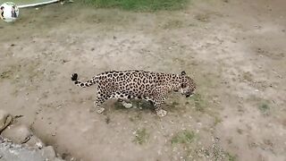 learn to recognize animals and sounds