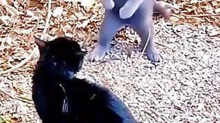 Funny cat ????????????????