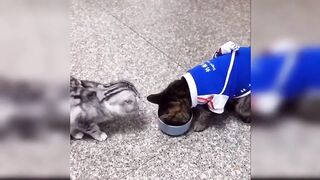 Funny cats video