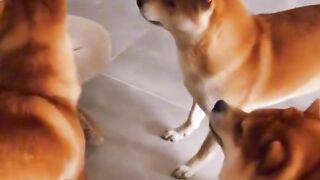 Funny dogs