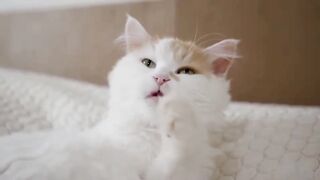 ovely naughty cats & enjoy baby cats.