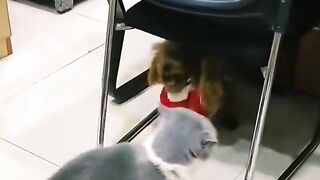 Funny cat and dog