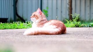 Beautiful cats