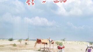 سرائیکی