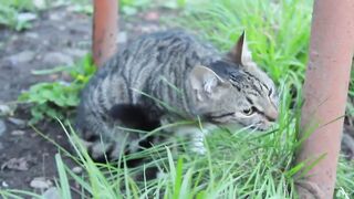 Cat eating grass Funny Cute Cat Videos.