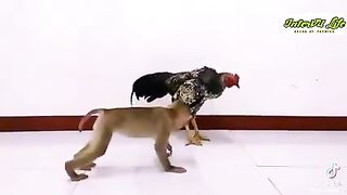 hen vs monkey fight