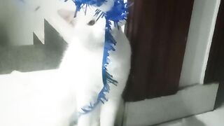 Cute  cat