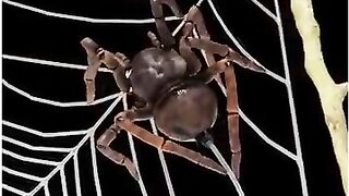 WOW! This is how Spiders make "WEBS" - By Kishor Singh #shorts