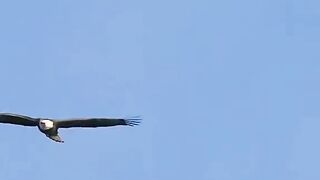 Eagles Playing Fish Catching