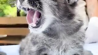 A family adopted a baby puma
