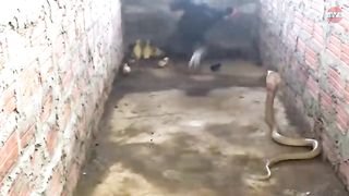 the hen is willing to die to fight the eagle