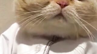 Sober cat