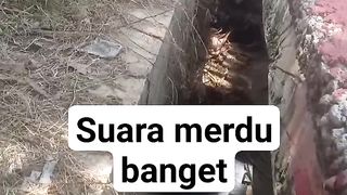 suara kodok merdu