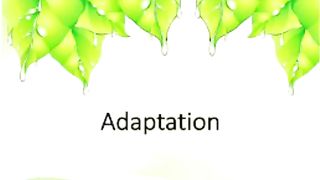 The Adaptation