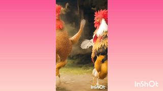 Chicken Dance