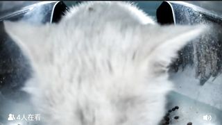 Mr. Polar Bear ????‍❄️: The New Polar Bear Looking Cat