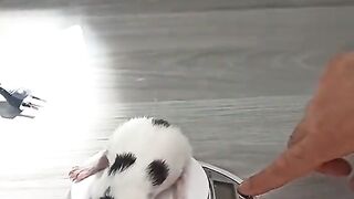 Cat Weight