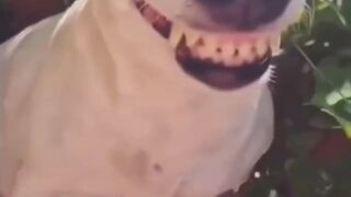 "Laugh Riot: Hilarious Video Guaranteed to Crack You Up! | Don't Miss Out on the Fun!"