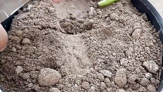 Harvesting grapes with eggplant using new grafting methods #shorts #agriculture #satisfying
