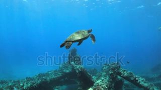 Everything you want to know about the sea turtle