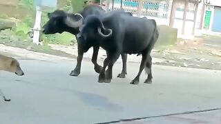 TALENTED animals ???? wait for end