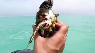 救援海龜 #turtle #babyturtle #turtlesoftiktok #animals #animalsoftiktok #animalrescue