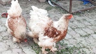Kuruk hen