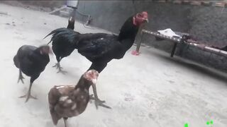 Thai chicken