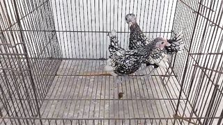 In the cage ll these hens