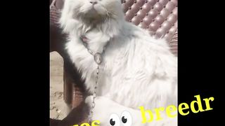 A beautiful cat ll cat